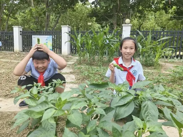 合肥市倫先小學：採摘沁香蔬果，勞動樂享成長