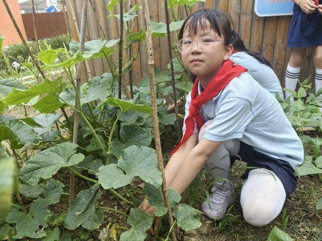 合肥市倫先小學：採摘沁香蔬果，勞動樂享成長