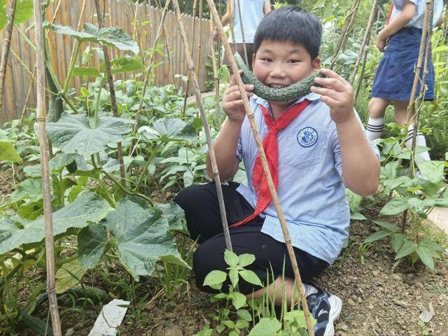 合肥市倫先小學：採摘沁香蔬果，勞動樂享成長