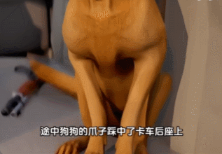 原創近日一條狗開槍打中無辜女性！在美國，狗用槍殺人事件頻發有多離譜？