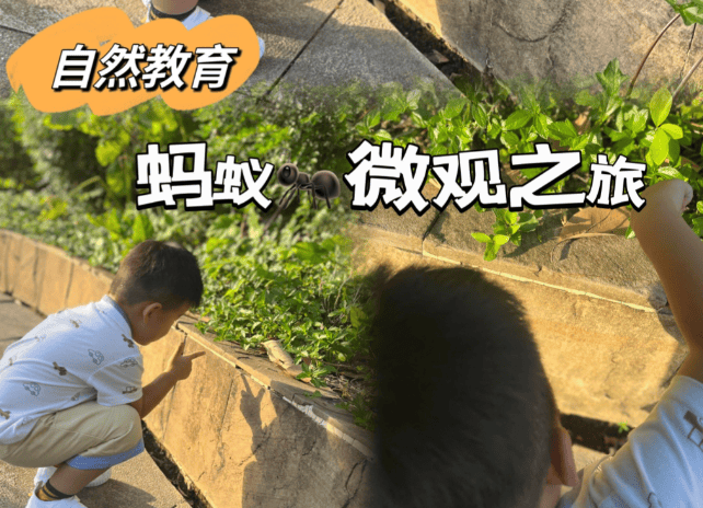 原創今天，我沒催兒子寫作業，而是帶他去看了半小時螞蟻搬家