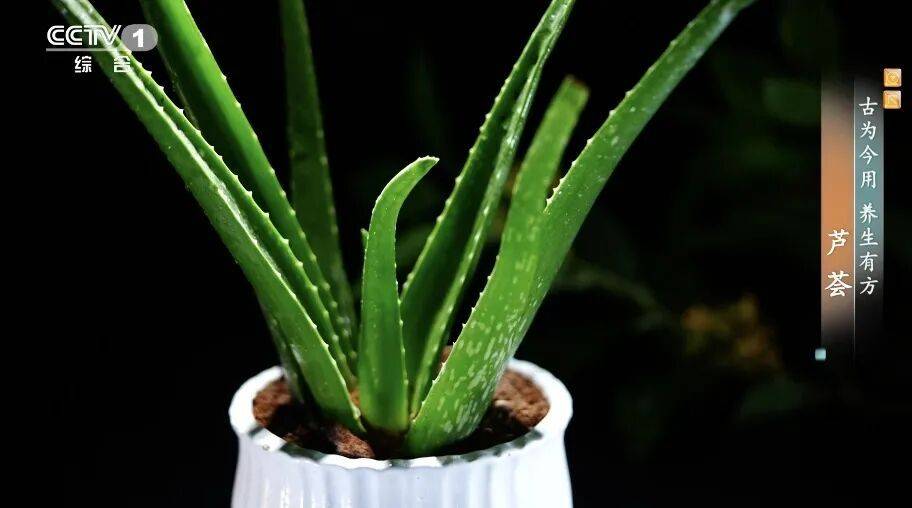 它被稱為“天然青黴素”！夏天常用，抑菌消炎、美容抗衰老、通便，但吃不對有危險！