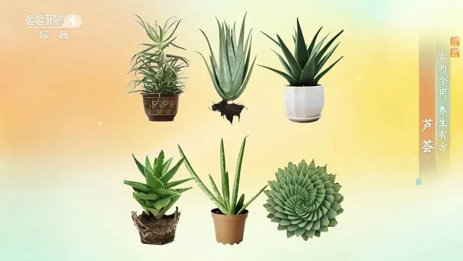 它被稱為“天然青黴素”！夏天常用，抑菌消炎、美容抗衰老、通便，但吃不對有危險！