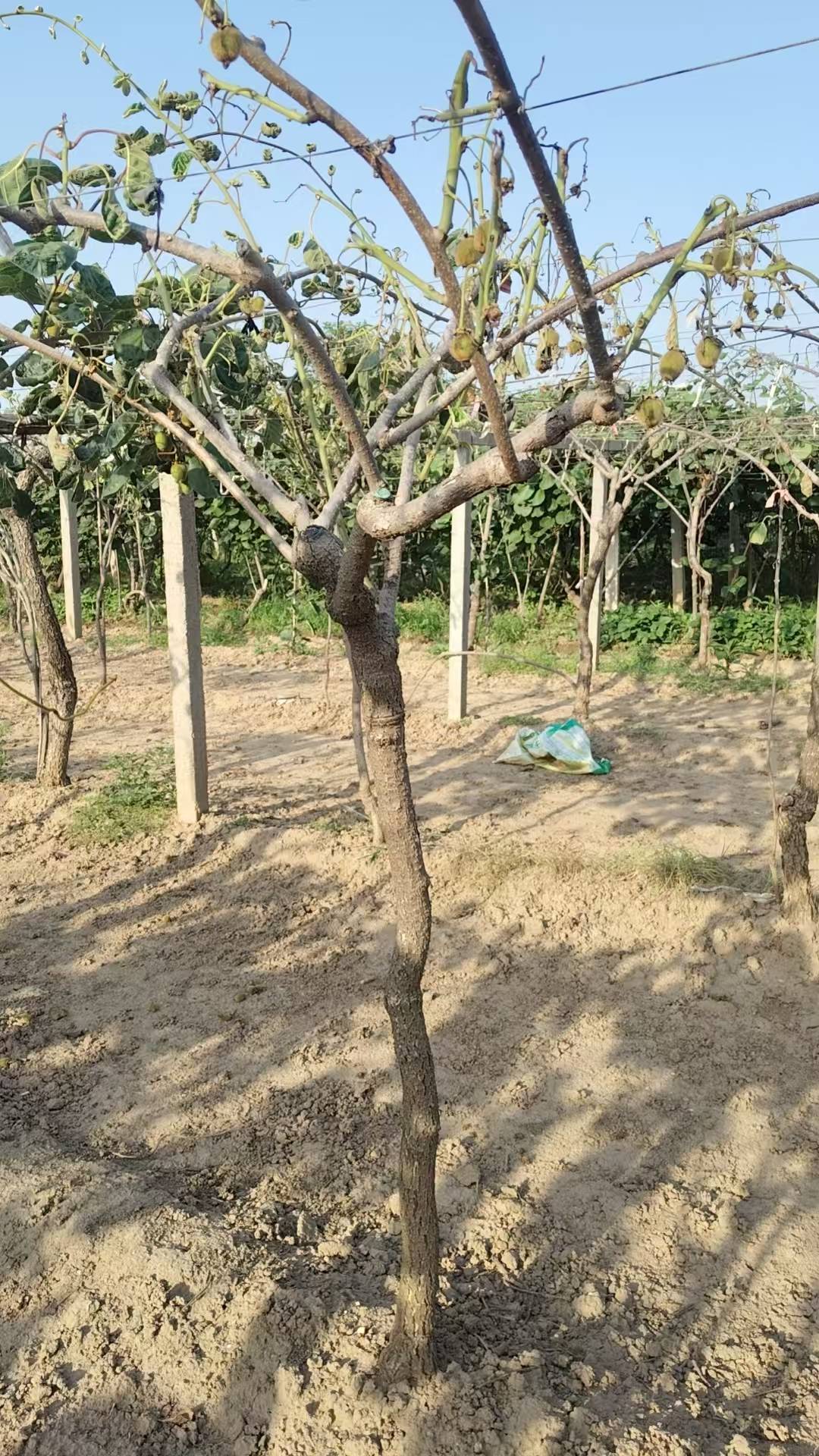 陝西一地農戶遭遇一肥兩重天：施肥地塊枯死絕收，未施區域枝繁葉茂；磷肥數次檢測均合格，謎團難破