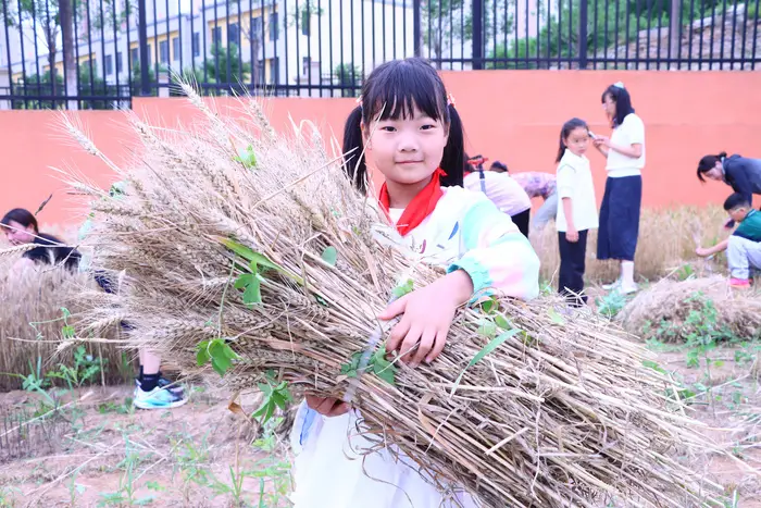 濟南高新區泰和小學校園裡的麥子熟啦！