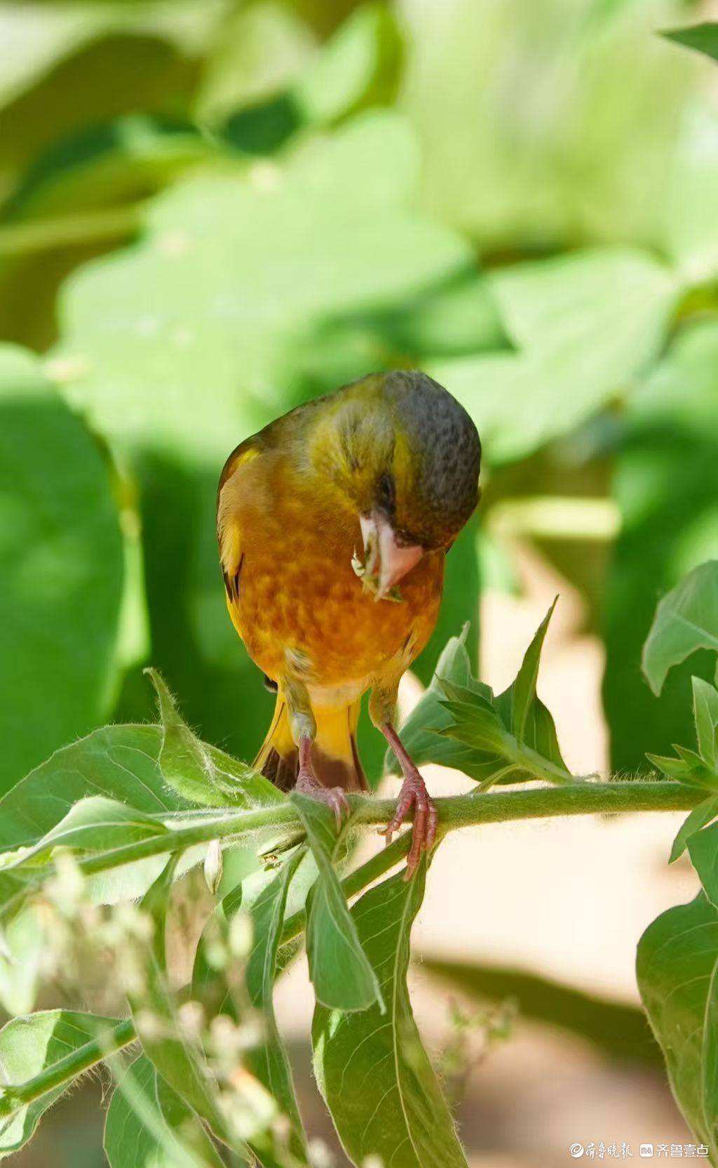 泉城公園裡，享用美食的金翅雀