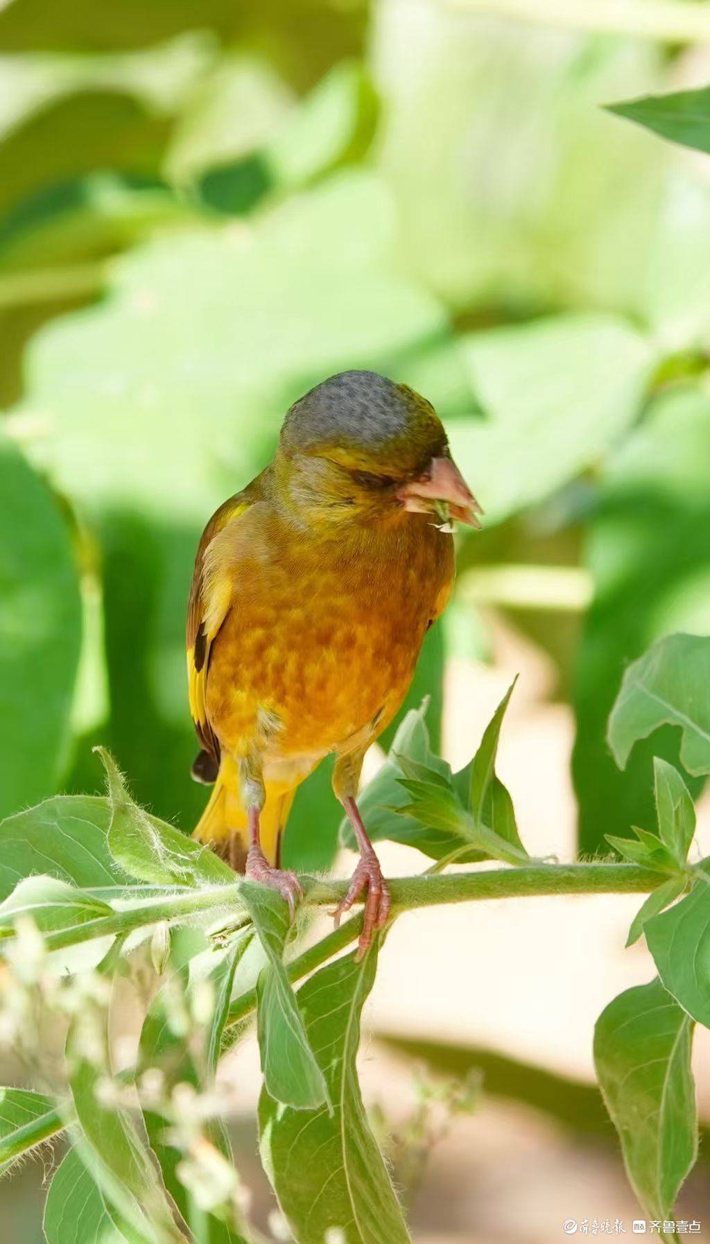 泉城公園裡，享用美食的金翅雀