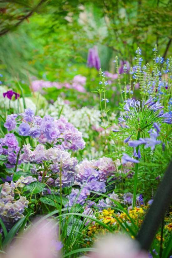 繡球花海夢幻綻放 這個公園免費打卡機位快收藏