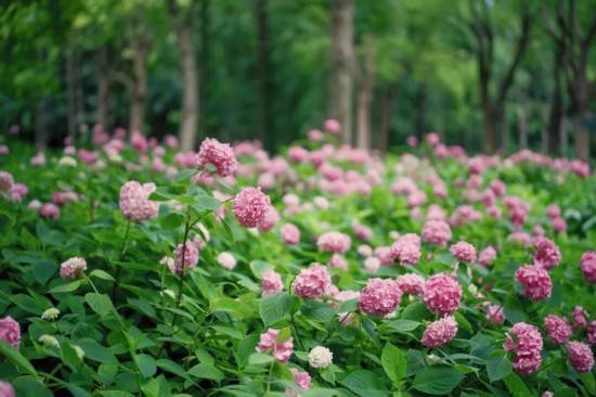 繡球花海夢幻綻放 這個公園免費打卡機位快收藏