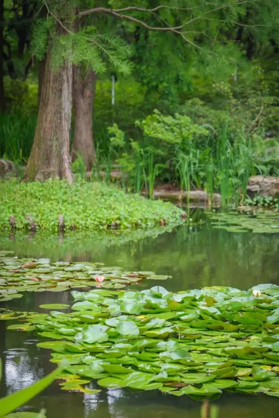 繡球花海夢幻綻放 這個公園免費打卡機位快收藏