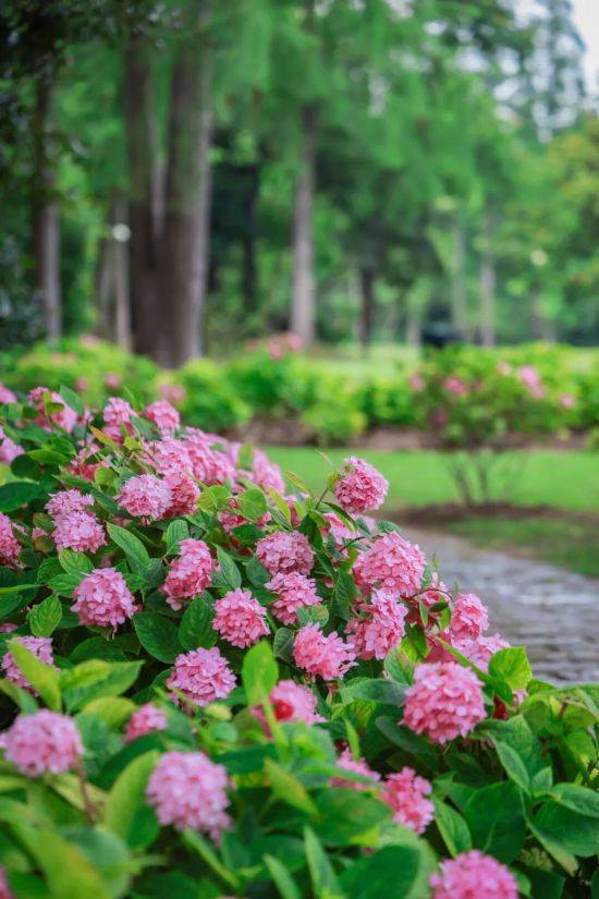 繡球花海夢幻綻放 這個公園免費打卡機位快收藏