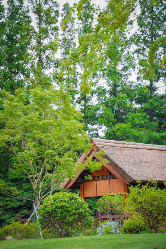繡球花海夢幻綻放 這個公園免費打卡機位快收藏