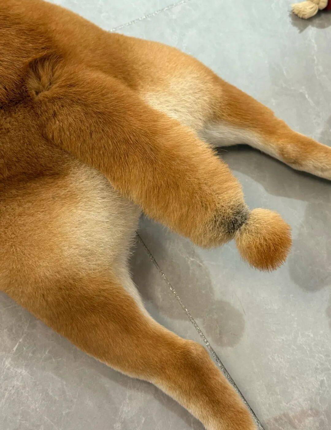 美容師給柴犬剪了個歎號尾巴，翹起來的時候……好想彈一下啊！