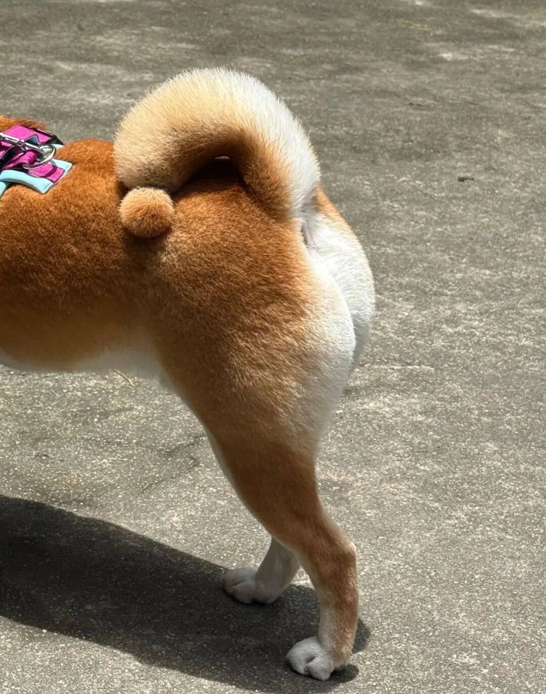 美容師給柴犬剪了個歎號尾巴，翹起來的時候……好想彈一下啊！